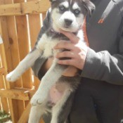 What Type of Husky Do I Have? - person's hands holding a puppy