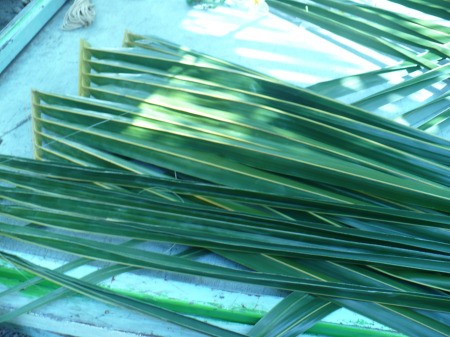 Weaving Coconut Leaf Plates - cut the leaves in half and remove some of the excess stem