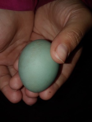 Hatching a Found Egg - hand holding a green egg