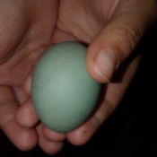 Hatching a Found Egg - hand holding a green egg