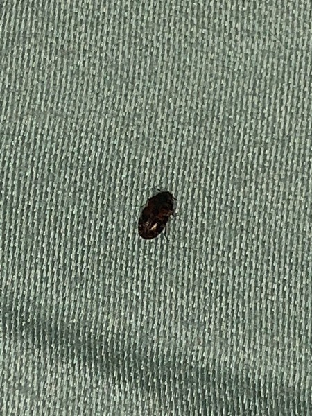 Identifying Small Black Bugs ThriftyFun