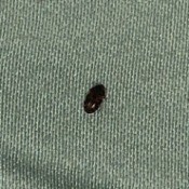 Identifying Small Black Bugs - beetle looking bug