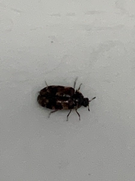 identifying-small-black-bugs-thriftyfun