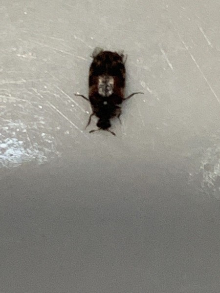 small flat black bug