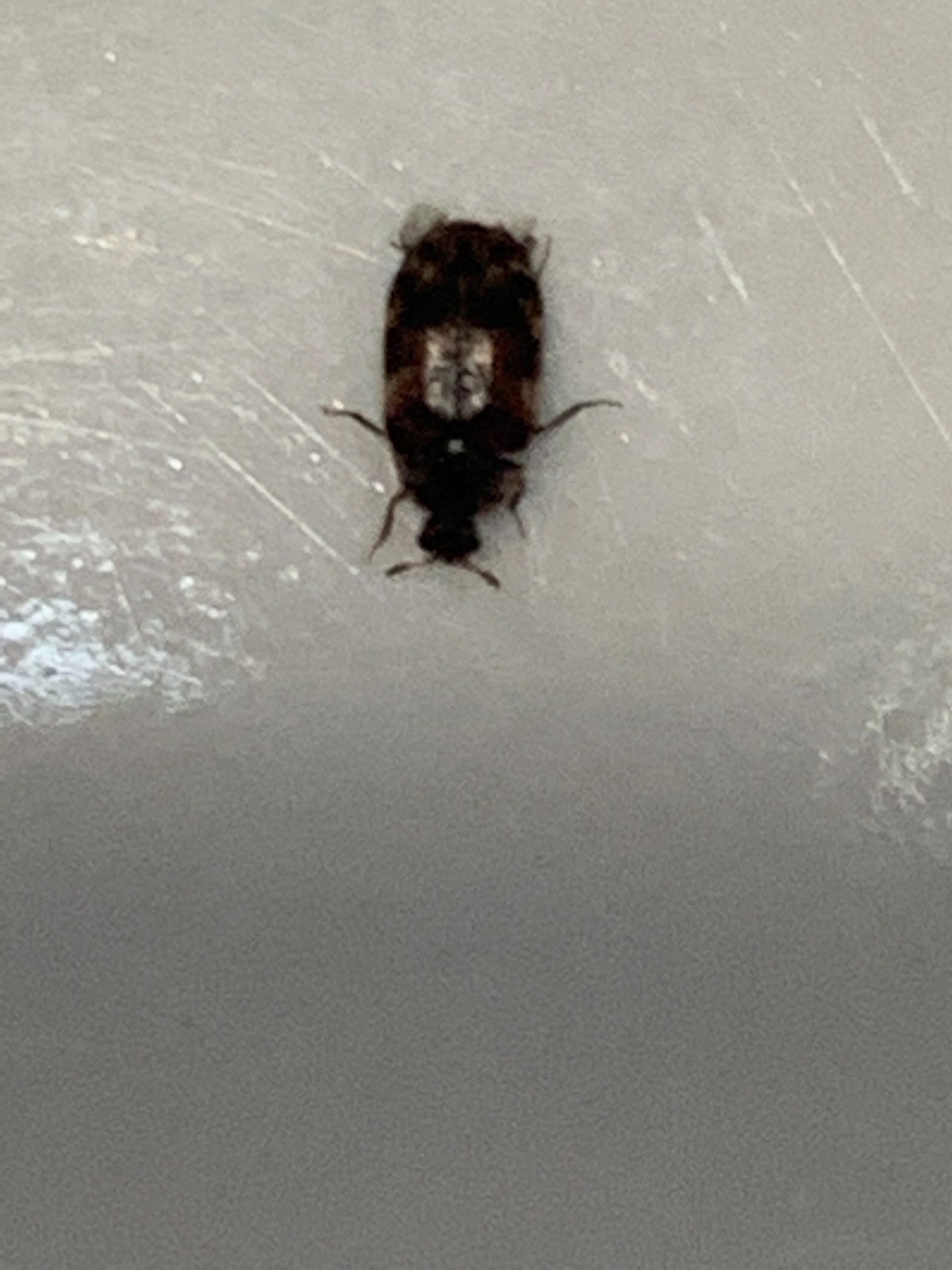 identifying-small-black-bugs-thriftyfun