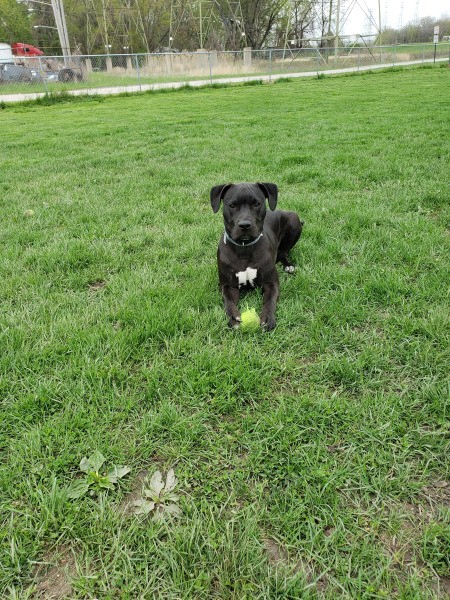 Is My Puppy a Full Blooded Pit?