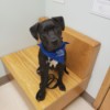 Is My Puppy a Full Blooded Pit? - black puppy with white on chest sitting on a bench