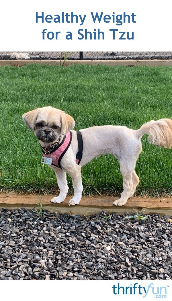 Healthy Weight for a Shih Tzu? ThriftyFun