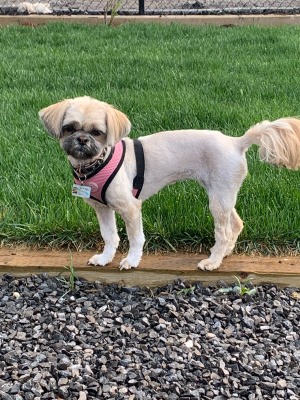Healthy Weight for a Shih Tzu - shaved dog