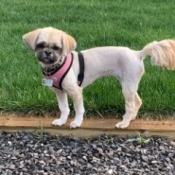 Healthy Weight for a Shih Tzu - shaved dog