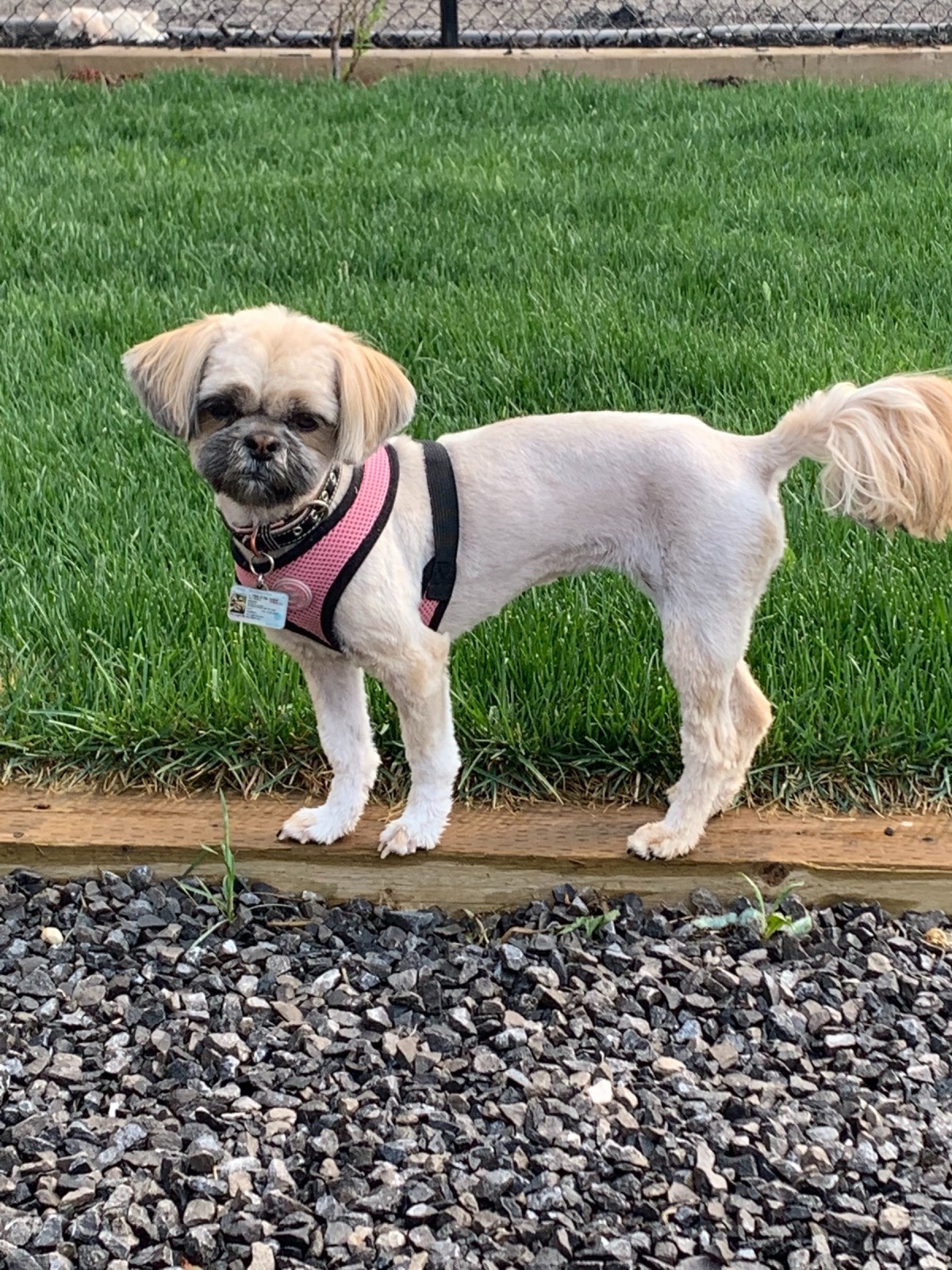 how much should my shih tzu weigh