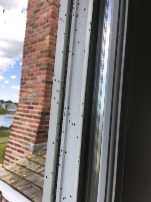 Identifying Small Black Insects - on window frame