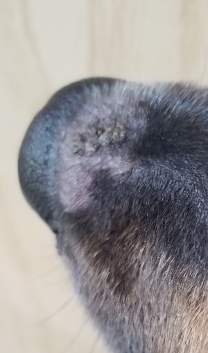 Cause of Bumps and Hair Loss on Dog's Snout