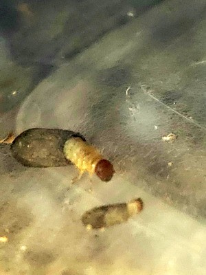 Identifying Insects - appear to be larvae