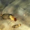 Identifying Insects - appear to be larvae