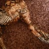 Repairing the Leg on a Horse Figurine - closeup of broken leg, looks like African motif paper covering perhaps plaster