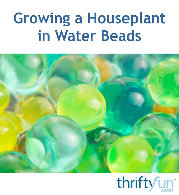 Growing a Houseplant in Water Beads? ThriftyFun