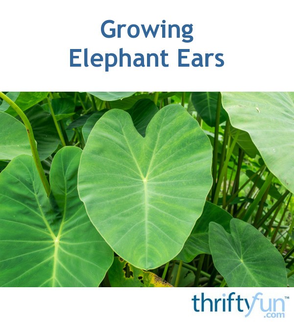 Growing Elephant Ears ThriftyFun