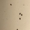 Identifying Tiny Black Bugs - tiny black bugs