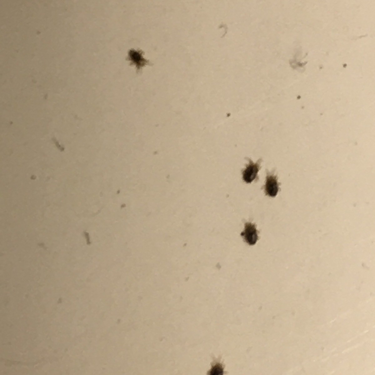 Identifying Tiny Black Bugs? | ThriftyFun