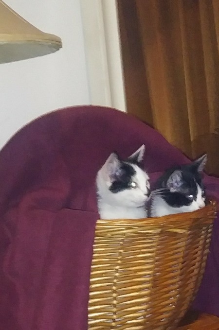 Using the ASPCA Vaccination and Spay Service in New York - black and white kitties in a basket
