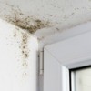 Cause of Mold Growth in a Mobile Home