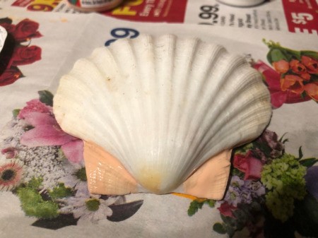 Make a Bunny from Shells - paint the two lower corners, at the hinge end, of the scallop shell pink