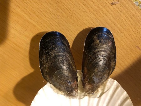 Make a Bunny from Shells - hot glue the mussel shells to the inside lip of the scallop shell and hold in place until set