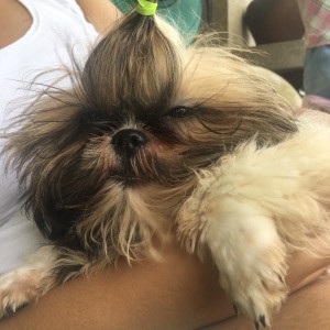 Shih Tzu Puppy Not Eating - someone holding a puppy