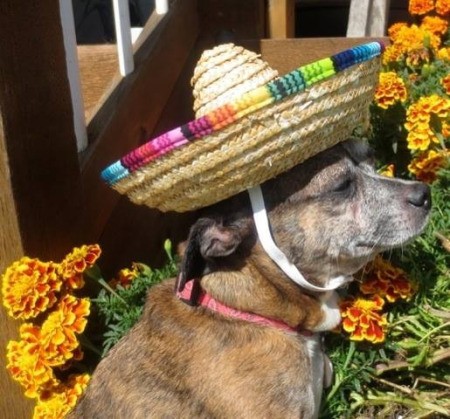 Bindi (Chihuahua) - dog wearing a mini sombrero with marigolds in the background