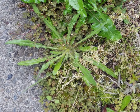 Weeds growing in sidewalk cracks.
