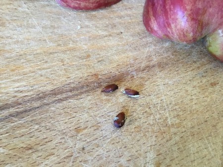Edible Apple Swan - save the seeds for use later as the eyes