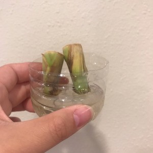 Propagating Lemongrass in a Plastic Bottle