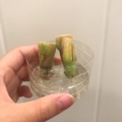 Propagating Lemongrass in a Plastic Bottle - roots developing