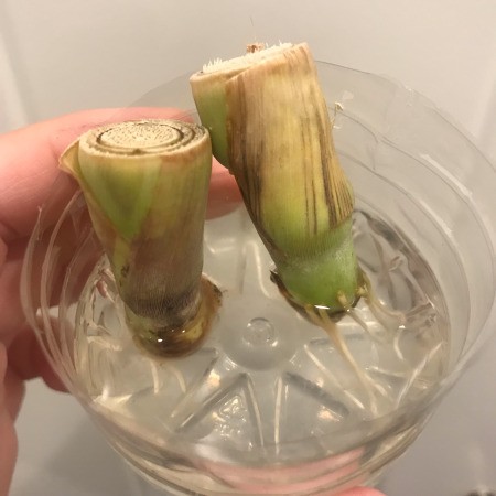 Propagating Lemongrass in a Plastic Bottle