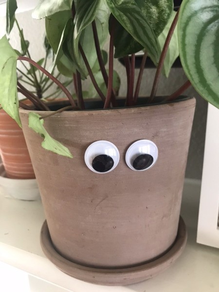 Two large googly eyes adhered to the side of a potted houseplant.