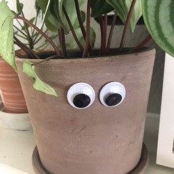 Two large googly eyes adhered to the side of a potted houseplant.