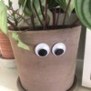 Two large googly eyes adhered to the side of a potted houseplant.