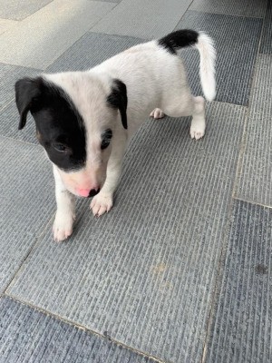 What Breed Is My Dog?  - black and white puppy