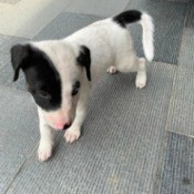 What Breed Is My Dog?  - black and white puppy