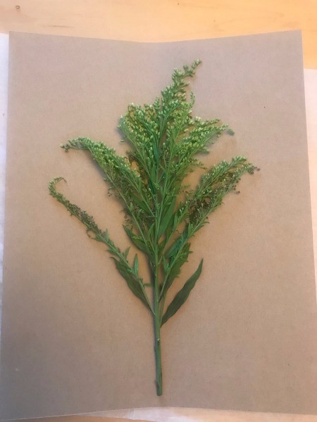 Home Sweet Home Framed Leaves Wall Hanging - arrange greenry