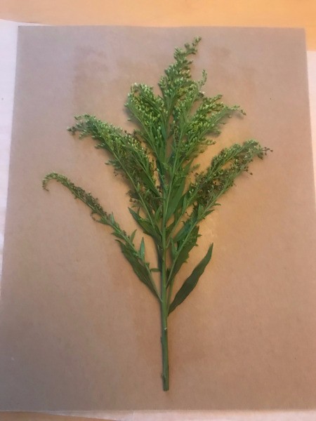 Home Sweet Home Framed Leaves Wall Hanging - glue down to the cardstock