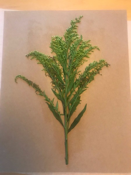 Home Sweet Home Framed Leaves Wall Hanging - greenery glued in place