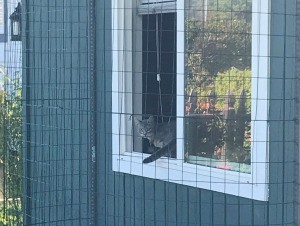 Koneko enjoying her catio.