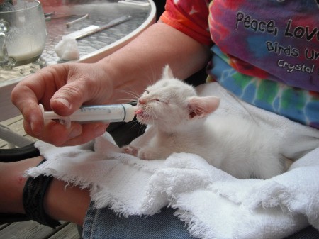 Wallace (Kitten) - being fed with a syringe