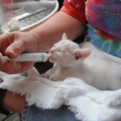 Wallace (Kitten) - being fed with a syringe