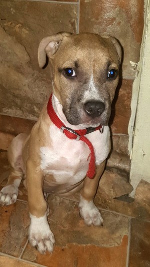 What Breed Is My Pit Bull Puppy? - closeup of a tan and white puppy