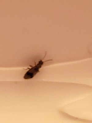 Identifying a Small Bug in the Shower - insect on side of tub