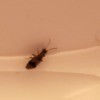 Identifying a Small Bug in the Shower - insect on side of tub