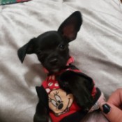 What Breed Is My Dog? - black puppy in Minnie Mouse shirt
